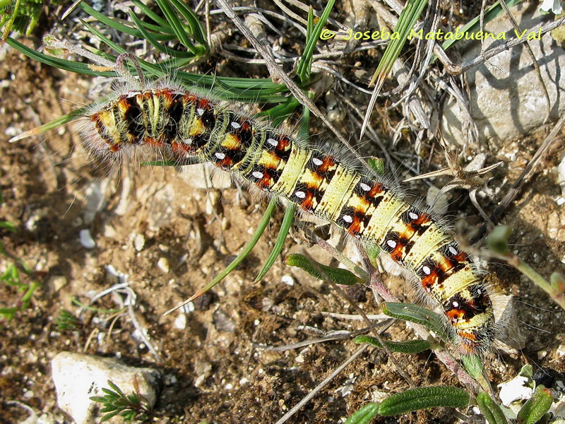 Bruco da id - Psilogaster loti, Lasiocampidae